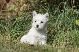 WESTIE 143
